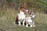 CORGI CARDIGAN 027